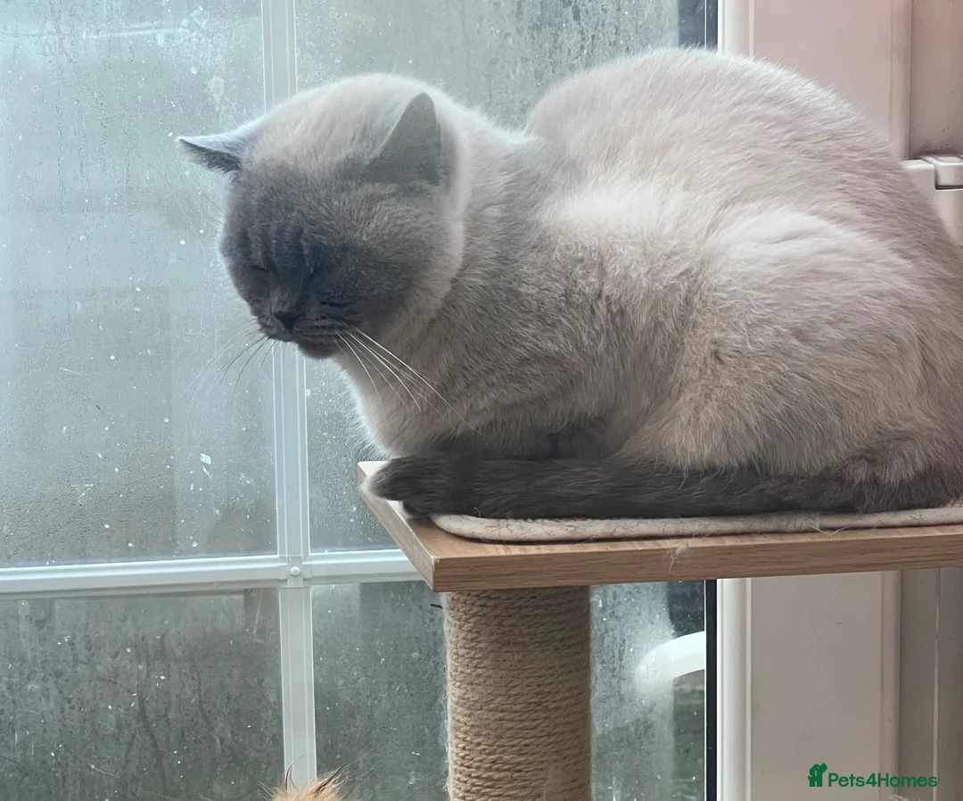British Shorthair cats for sale: British short hair male for sale  - Advert 5