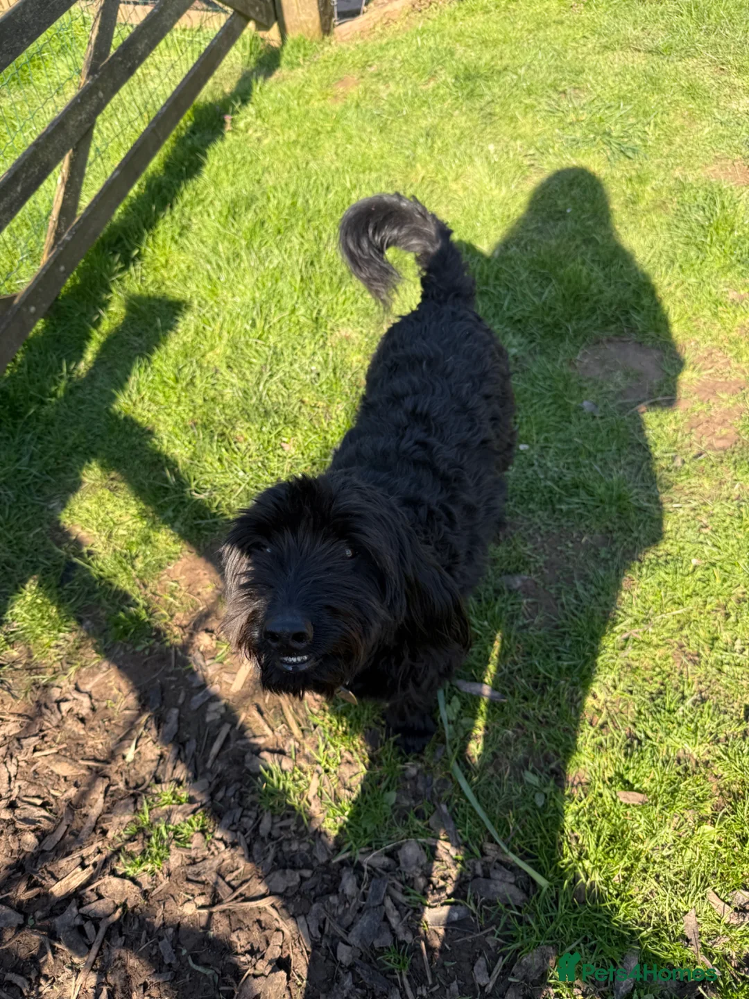 Labradoodle dogs for stud: Medium Multigen Labradoodle - Terry - Advert 2