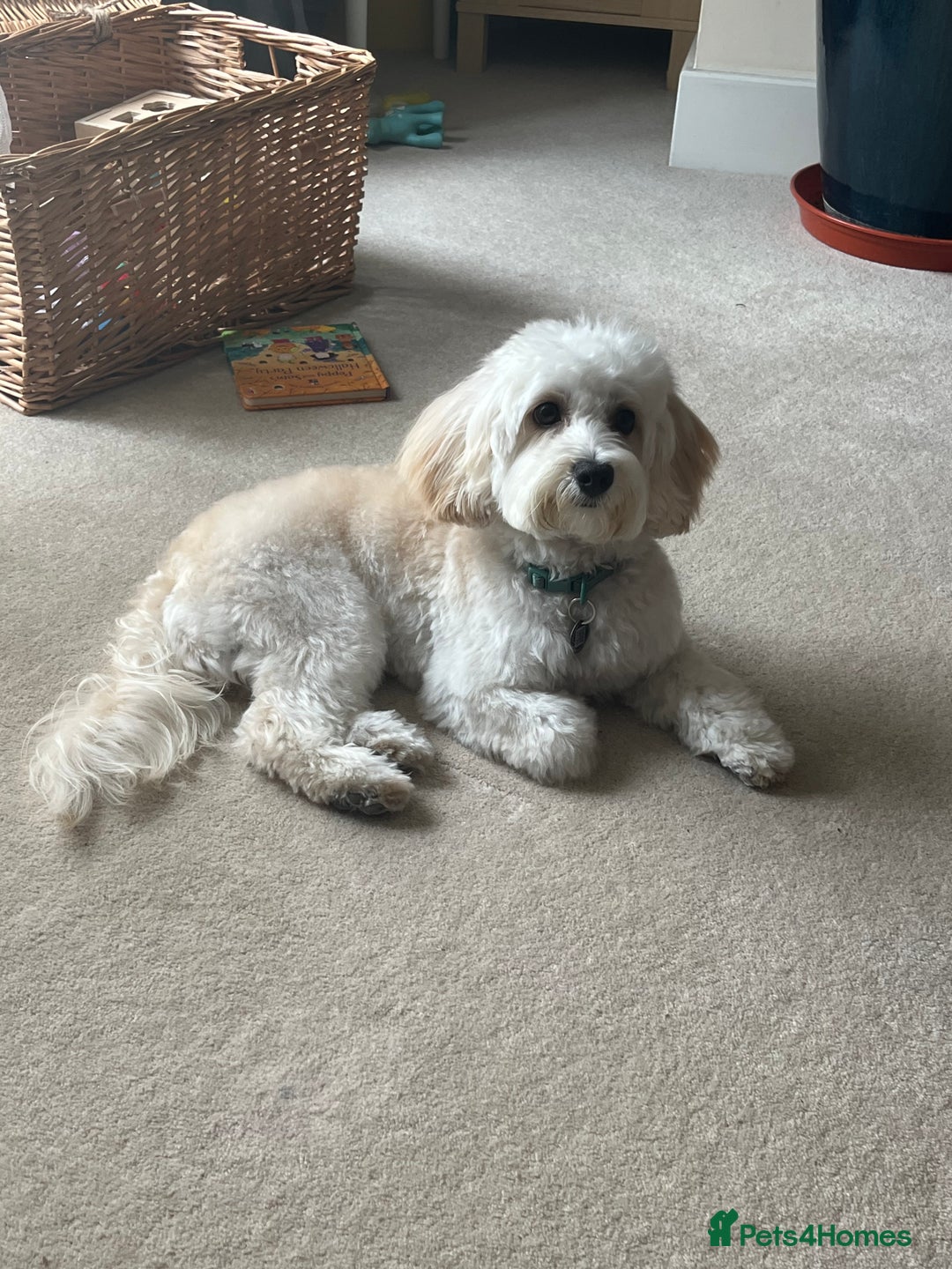 Maltipoo dogs for stud: Beautiful White Maltipoo Stud - Advert 1