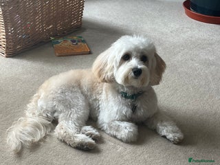 Maltipoo dogs Beautiful White Maltipoo Stud - Advert 10