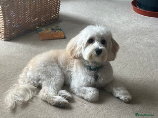 Maltipoo dogs Beautiful White Maltipoo Stud - Advert 3