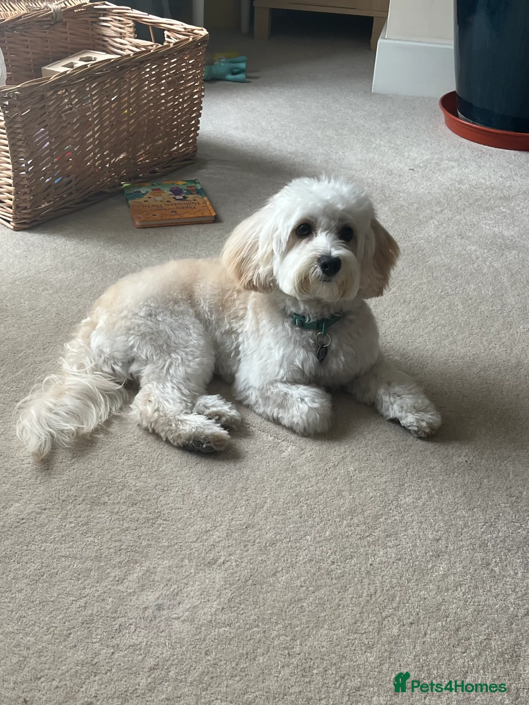 Maltipoo dogs for stud: Beautiful White Maltipoo Stud - Advert 1