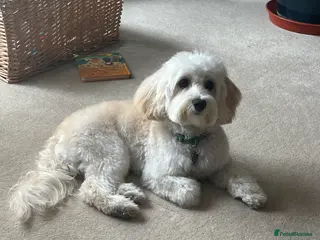 Maltipoo dogs Beautiful White Maltipoo Stud - Advert 3