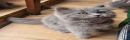 British Longhair cats for sale: Gorgeous British Blue longhair kittens - Advert 13