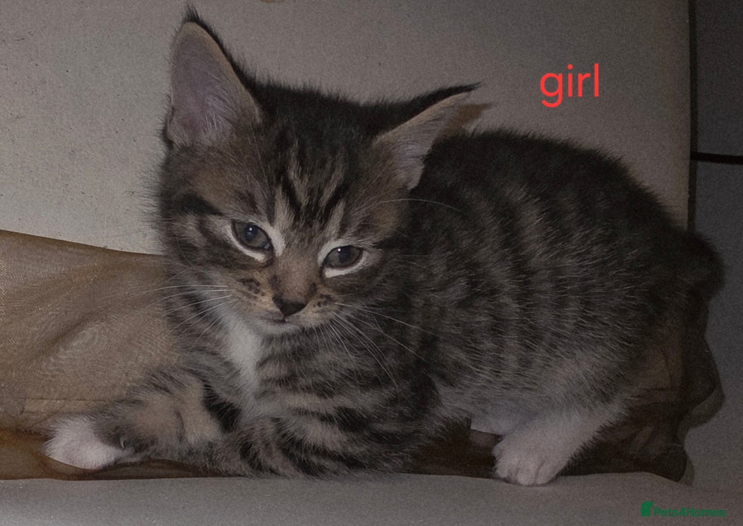 Mixed Breed cats for sale: Kittens - Advert 7