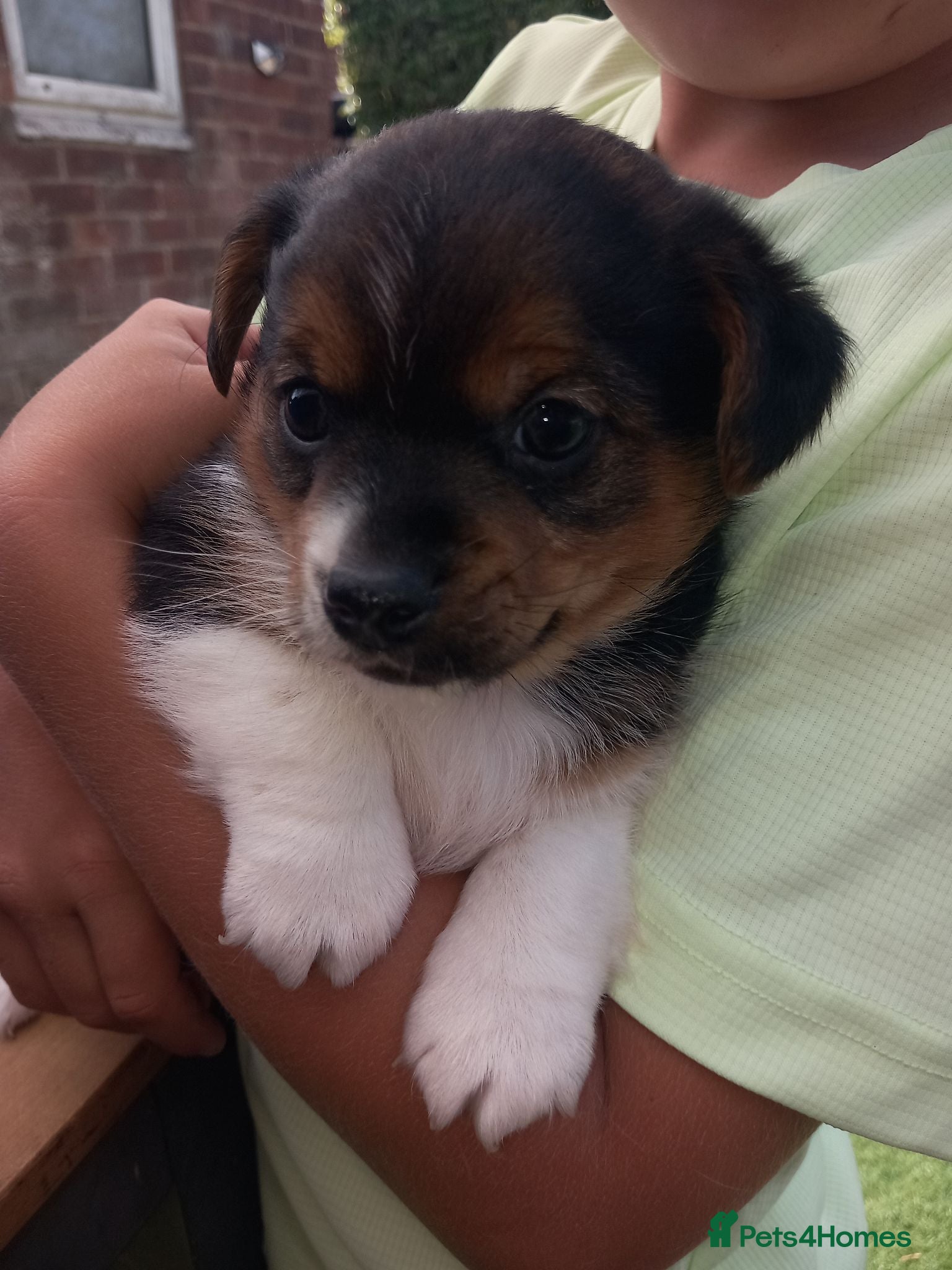 Mixed Breed dogs Jack Russell x yorkies - Advert 8