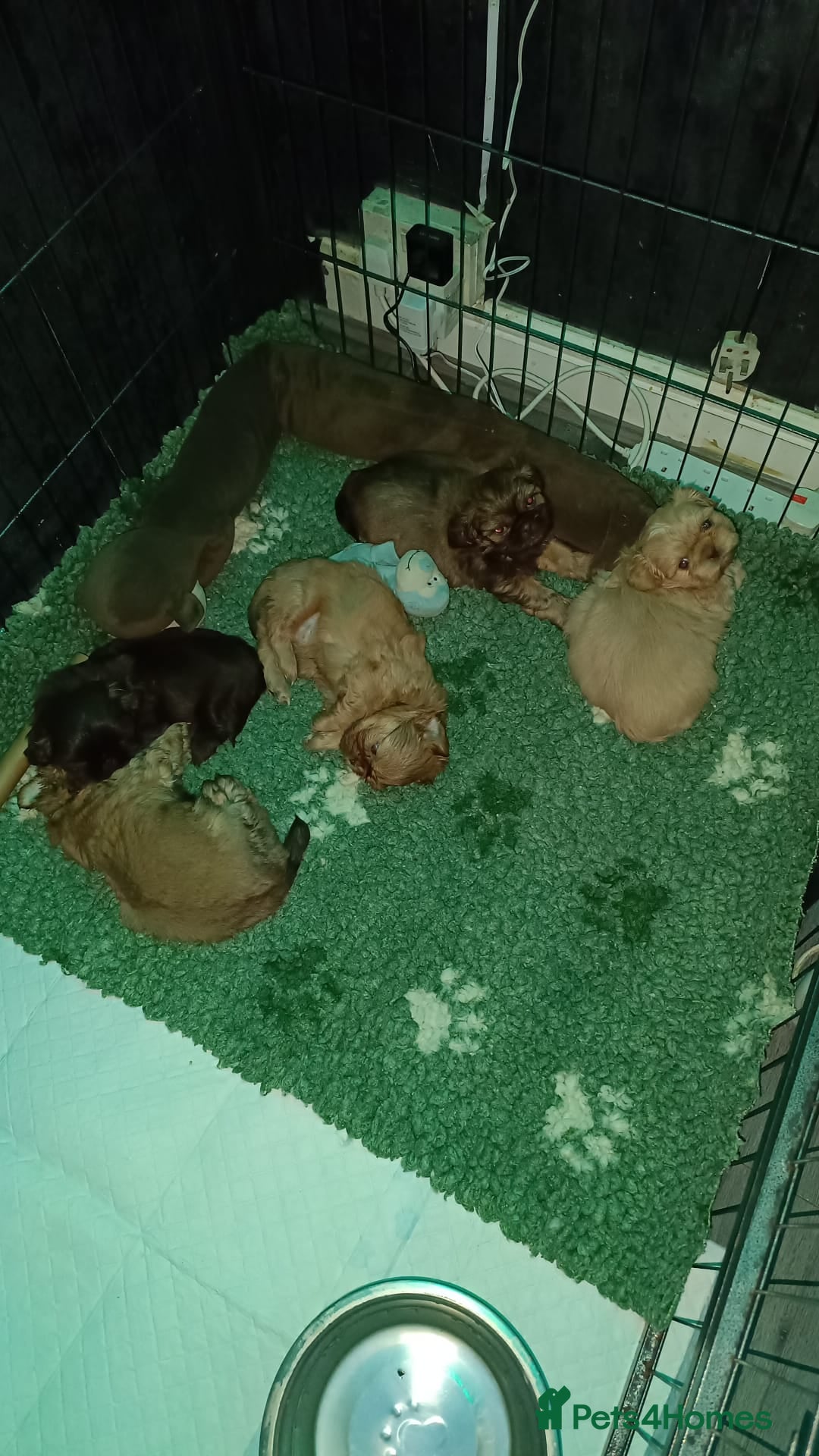 Shih Tzu dogs for sale: Imperial shih-tzus - Advert 2