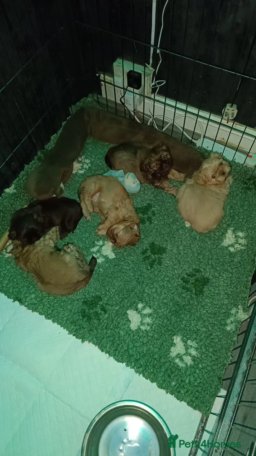 Shih Tzu dogs for sale: Imperial shih-tzus one cream boy left - Advert 14