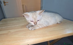 Bengal cats for sale: BLUE EYE SNOW BENGAL LYNC TICA ACTIVE - Image 27