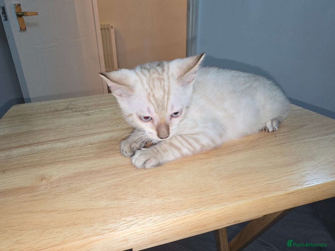 Bengal cats for sale: BLUE EYE SNOW BENGAL LYNC TICA ACTIVE - Image 27