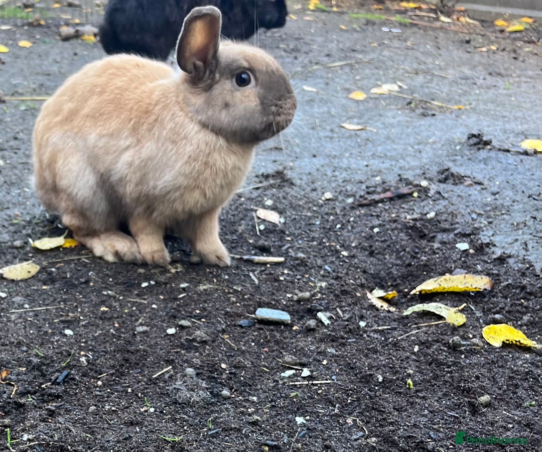 Lionhead rabbits for sale: Sad sale due to work  - Advert 3