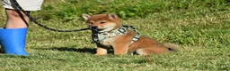 Japanese Shiba Inu dogs for sale: Exceptional Japanese Shiba Inu Puppies - Advert 16