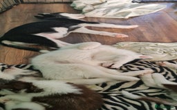 Siberian Husky dogs for sale: Siberian Husky for sale - Image 13