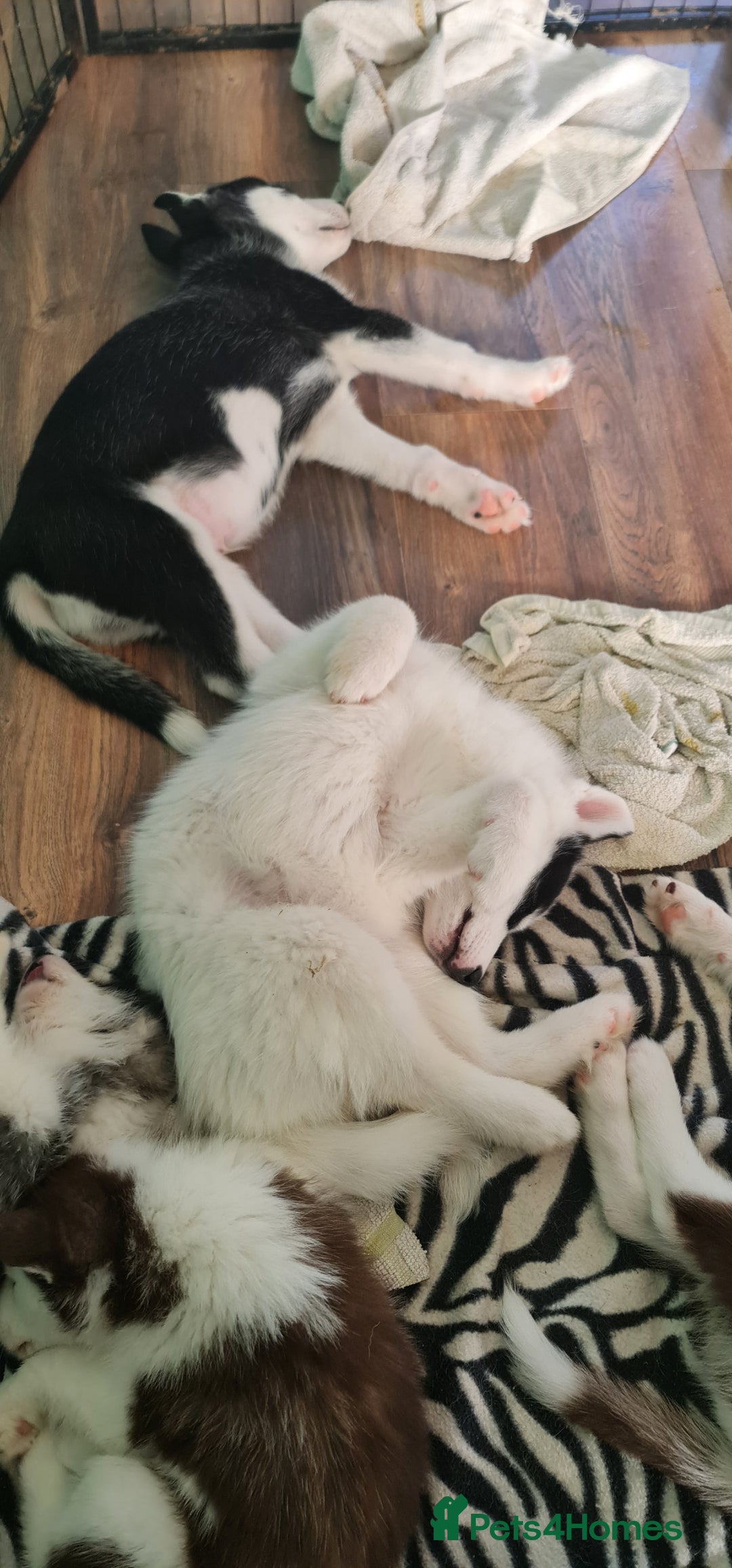 Siberian Husky dogs for sale: Siberian Husky for sale - Image 13