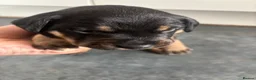 Mixed Breed dogs for sale: Wired Patter-dale terrier/ Cocker Spaniel pups - Advert 12
