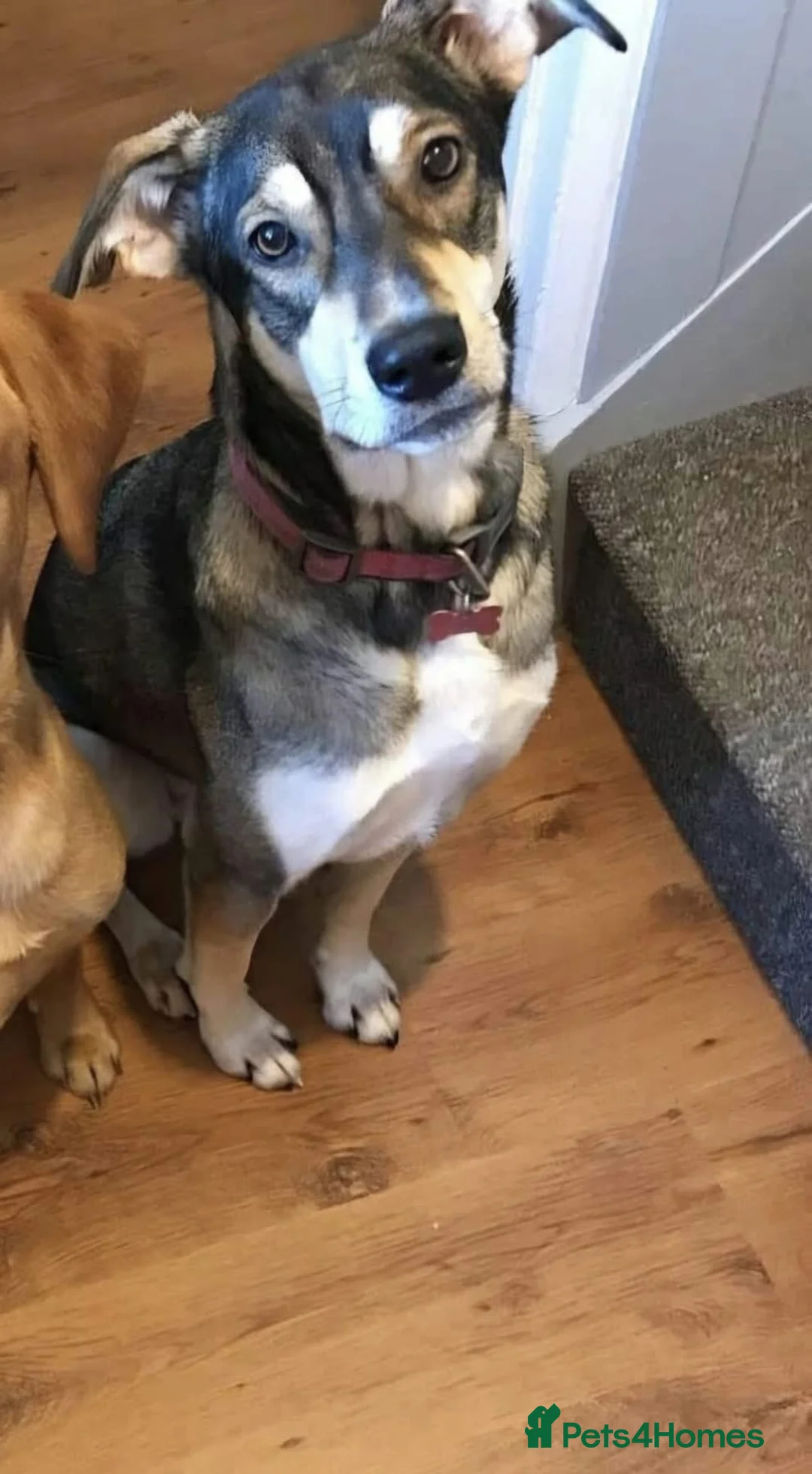 Mixed Breed dogs for adoption: Molly - Norwich Norfolk  - Advert 3