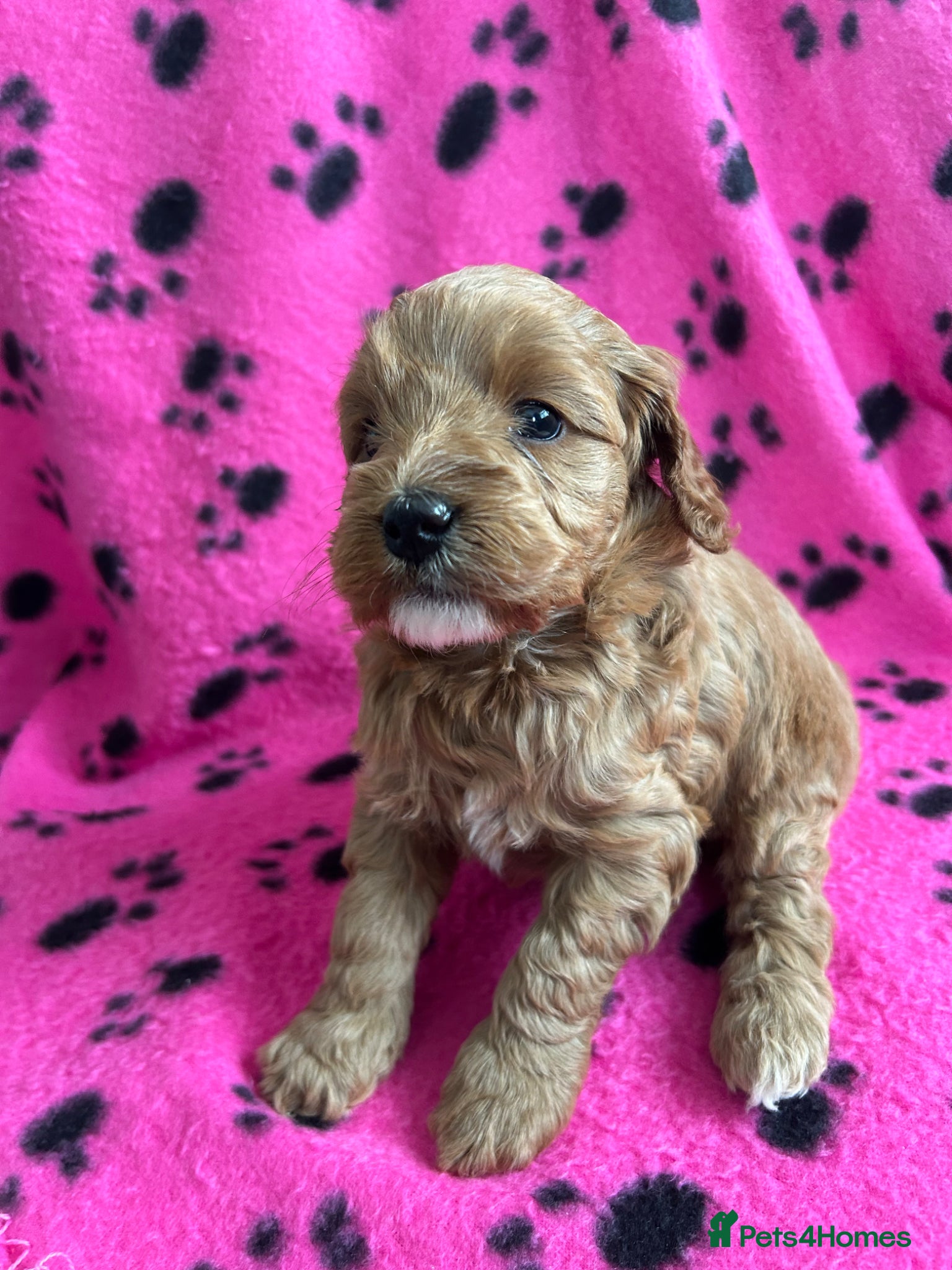 Cockapoo dogs Beautiful F1b puppies - Advert 16