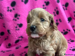 Cockapoo dogs Beautiful F1b puppies - Advert 2