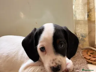 Dachshund dogs Lovely white dachshunds in Kensington - Advert 7