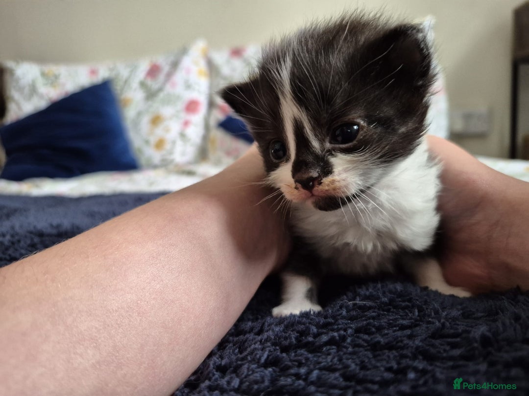 Ragdoll cats for sale: Ragdoll X Kittens  - Image 15
