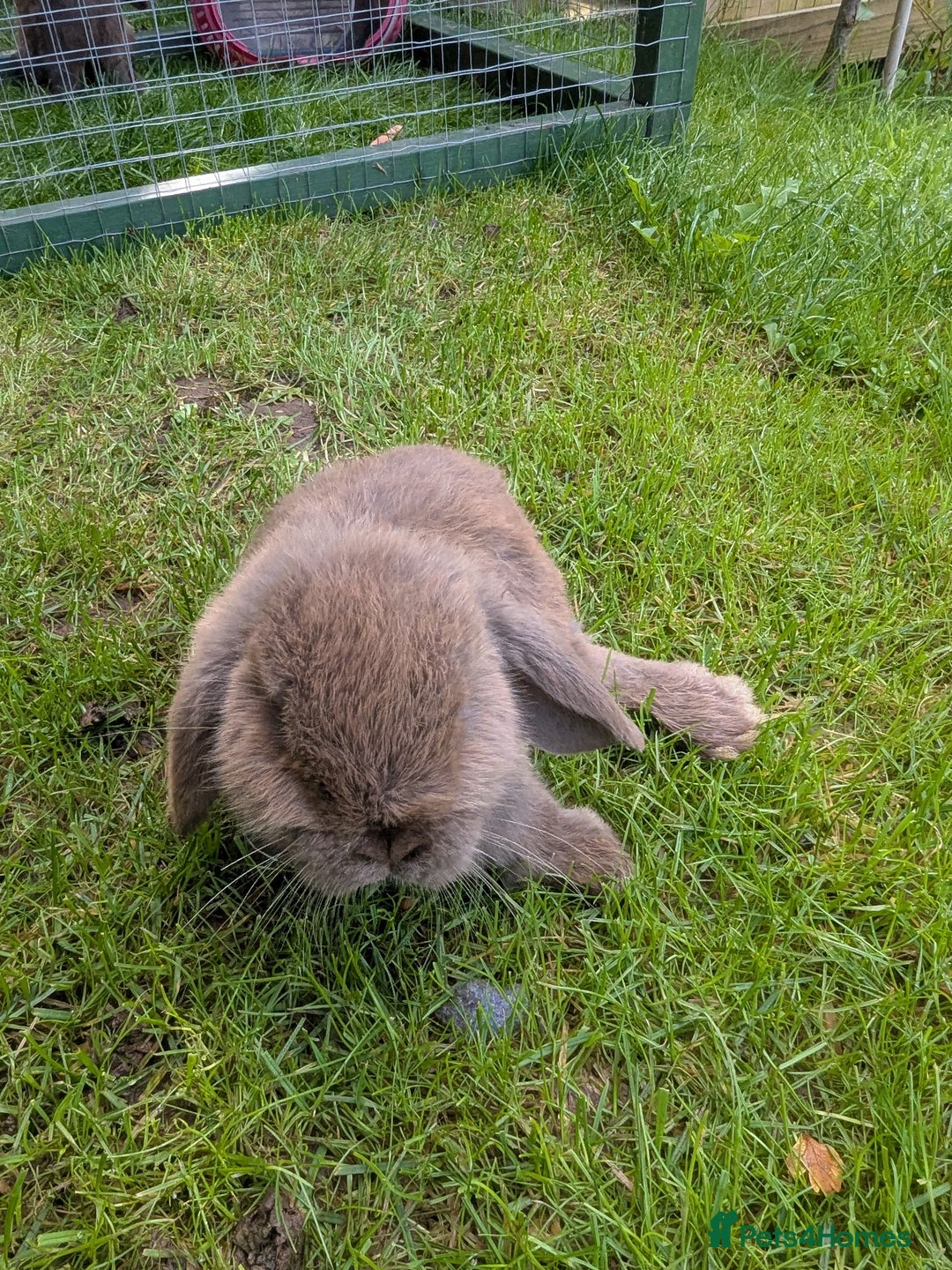 Mini Lop rabbits for sale: Beautiful mini lops, some have additional needs  - Image 7