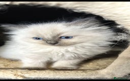 Ragdoll cats for sale: Ragdoll kittens  - Image 7