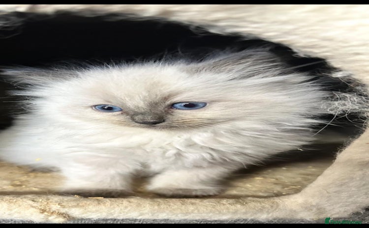 Ragdoll cats - Advert 1