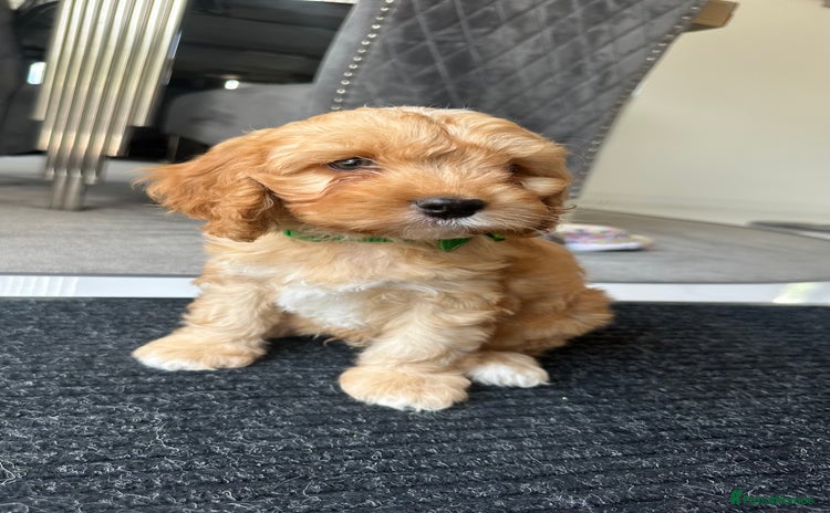 Cavapoo dogs - Advert 1