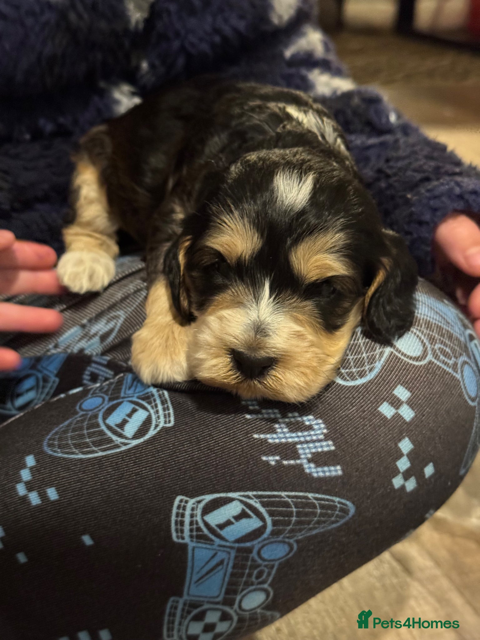 Cockapoo dogs 🐶 gorgeous cockapoo pups (spaniel back cross)🥰 - Advert 2