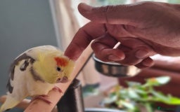 Cockatiels birds for sale: Hand-reared Cockatiel  - Image 2