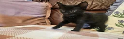 Mixed Breed cats for sale: 3 adorable kittens for sale in Walsall - Advert 8