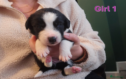 Sprollie dogs for sale: Sprollie Puppies - Image 14