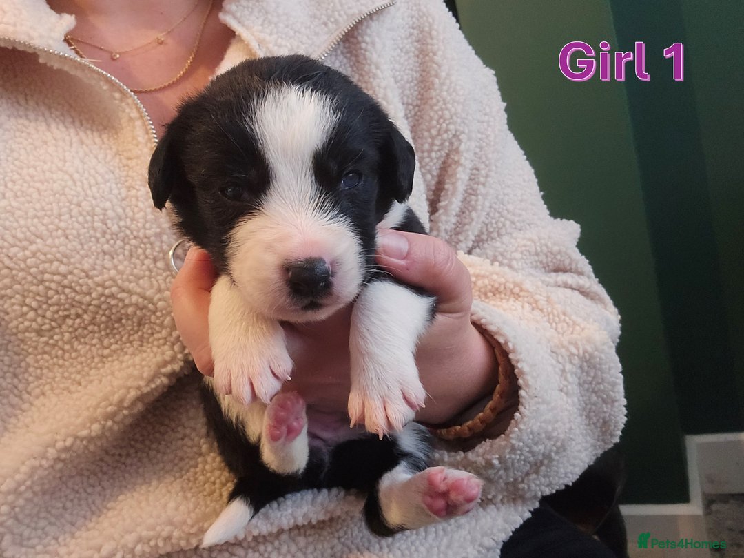 Sprollie dogs for sale: Sprollie Puppies - Image 14