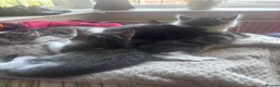 British Shorthair cats for sale: Kittens for sale - Advert 3