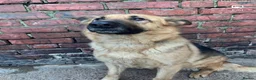 German Shepherd dogs for sale: German Shepherd  - Advert 1