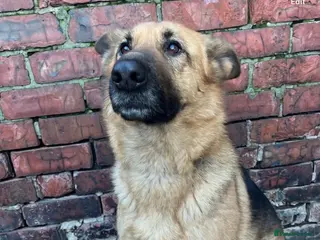 German Shepherd dogs German Shepherd - Advert 1