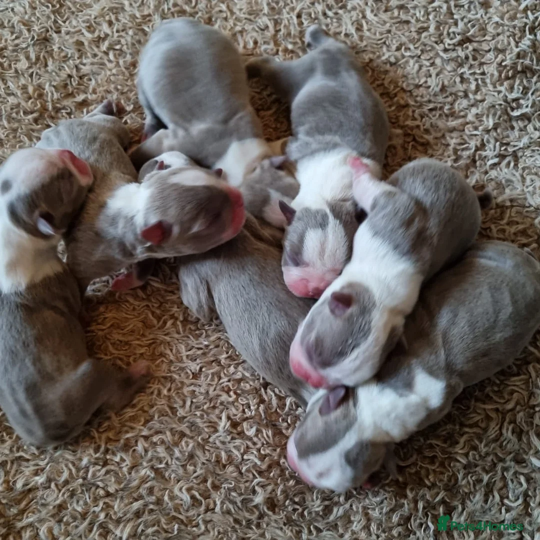 Boston Terrier dogs for stud: Beautiful  champagne Boston terrier stud(proven) in Houghton le Spring - Advert 5