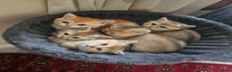 British Shorthair cats for sale: British golden kitten - Advert 5