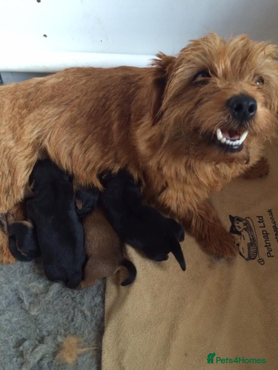 Norfolk Terrier dogs for sale: Silverlily £300 deduction on 1st years insurance! - Advert 24