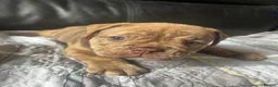 Olde English Bulldogge dogs for sale: Absolutely stunning puppy’s  - Advert 3