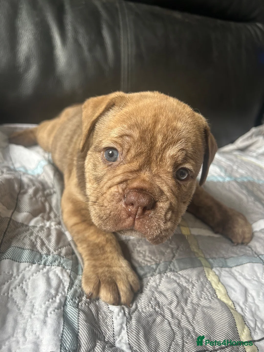 Olde English Bulldogge dogs for sale: Only two boys remaining 5star pups  ⭐️⭐️⭐️⭐️ - Advert 2