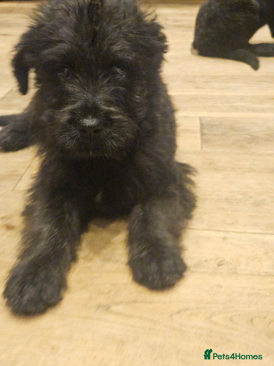 Mixed Breed dogs for sale: Rottweiler x poodle puppies ✨️ready now✨️ - Advert 20