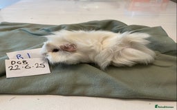 Guinea Pig rodents for sale: Lovely litter of funky haired Guinea pigs - Image 4