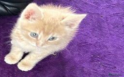 British Shorthair cats for sale: Golden British short hair kitten  - Image 7