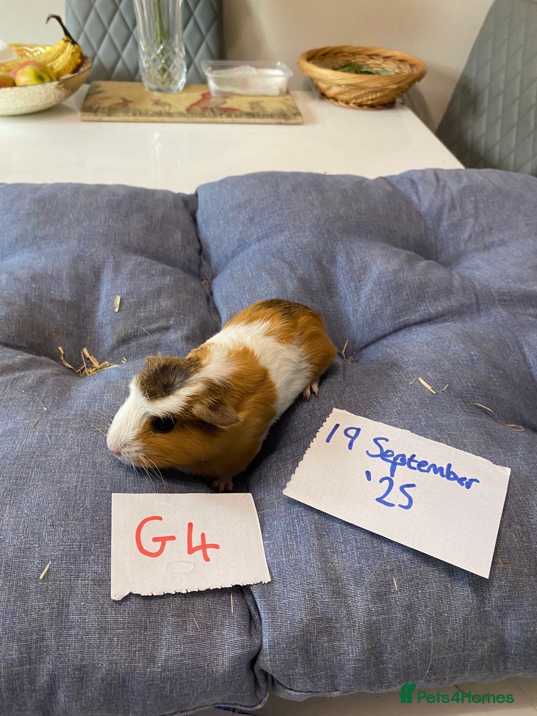 Guinea Pig rodents for sale: Beautiful baby Guinea pigs - Image 5