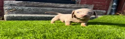 Miniature Dachshund dogs for sale: ❤️Adorable Isabella Miniature Dachshund Puppies 🐶 - Advert 31