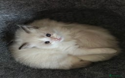 Ragdoll cats for sale: Two beautiful female ragdoll kittens - Image 9