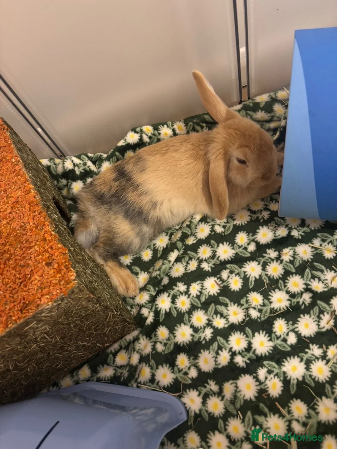 Mini Lop rabbits for sale: Bibble – Mini Lop Rabbit - Advert 2