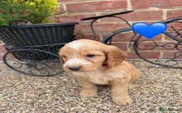 Cockapoo dogs for sale: Ready to leave Beautiful merle & gold  Cockapoos  - Image 4