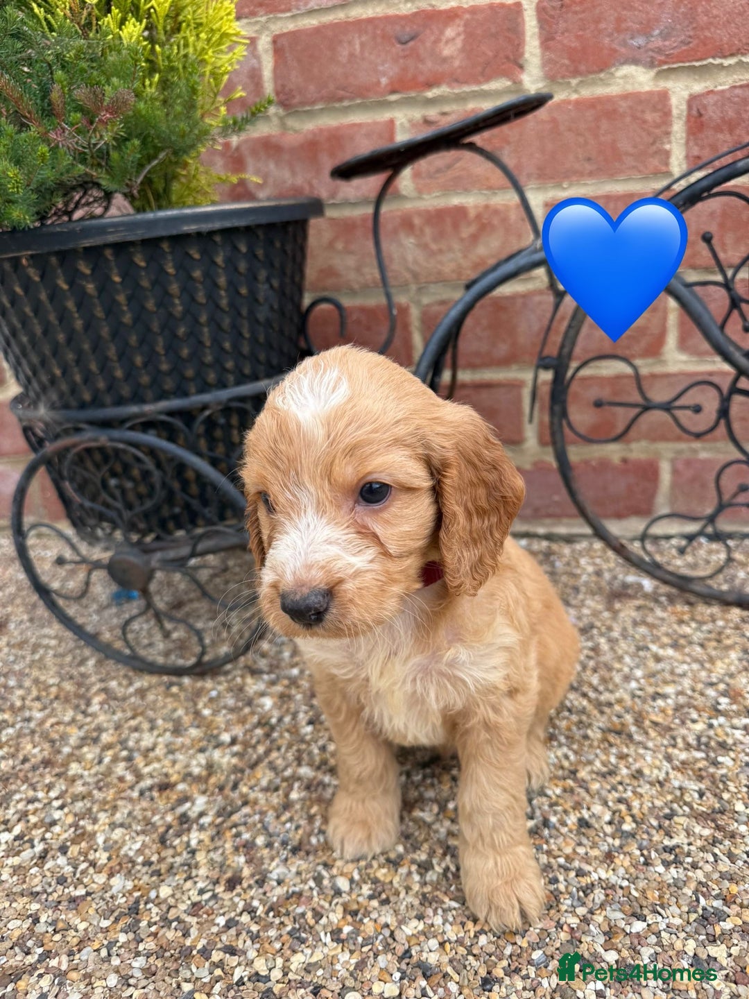 Cockapoo dogs for sale: Ready to leave Beautiful merle & gold  Cockapoos  - Image 4